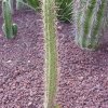 Corryocactus_melanotrichus